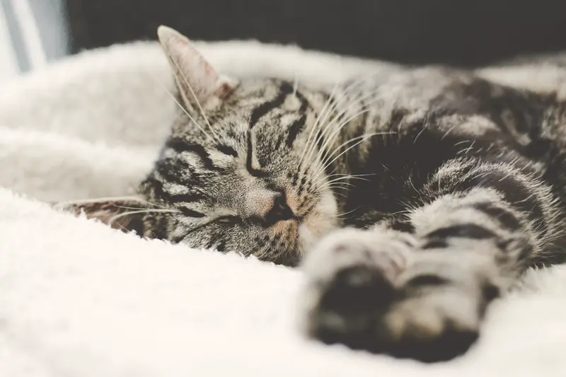A tabby cat dozing on a soft white blanket
