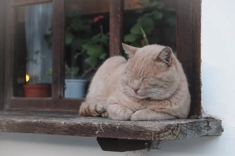 A ginger cat asleep on a sunny window ledge