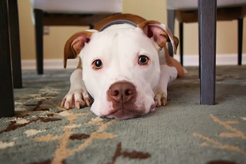 A white and tan dog lying relaxed on a rug at home, chin resting on its paws
