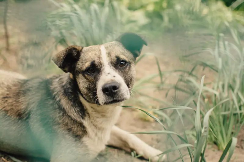 A brown and white dog lying calmly in long grass