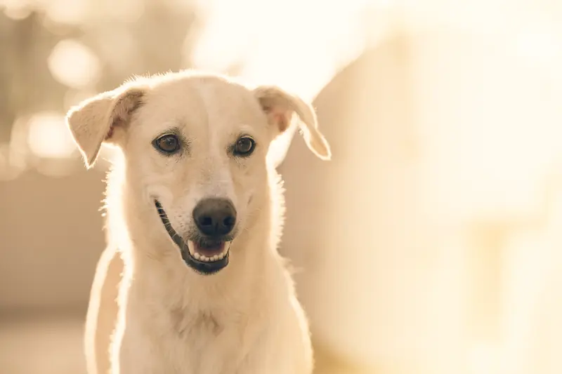 A cream-coloured dog sitting in warm, soft evening light, looking content