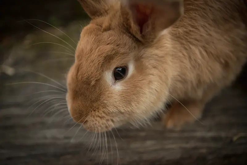 A ginger rabbit resting quietly, close up in soft light